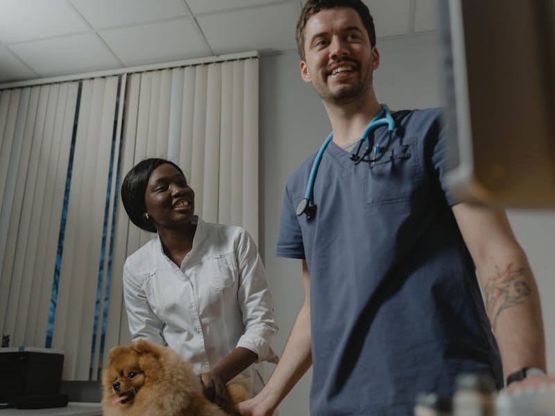 Hazır Veteriner Kliniği tasarımı - hazır web sitesi örneği